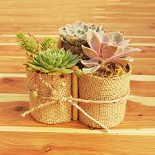 With a little bit (or a lot) of glue, feathers and glitter, you can make a cute cactus that doesn't need any water at all! Diy Crafts Burlap Succulent Garden Diyall Net Home Of Diy Craft Ideas Inspiration Diy Projects Craft Ideas How To S For Home Decor With Videos
