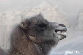 Usually when you wear tight clothes. Wild Bactrian Camel Folklore Edge Of Existence