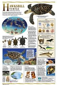Hawksbill Poster Sea Turtle Turtle Save The Sea Turtles
