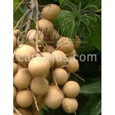 Check spelling or type a new query. Buy Dimocarpus Longan Cv Sri Chompoo With Canarius