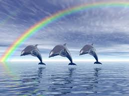 Baby Dolphins Wallpapers Top Free Baby Dolphins Backgrounds Wallpaperaccess