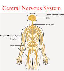 It includes the cranial nerves and spinal nerves from their origin to their end. Central Nervous System Karuna Yoga Best Yoga Teacher Training Course Bangalore India