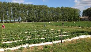 Economie Emploi Bessan Tourisme Cueillir Ses Legumes En Plein Champ Au Domaine De Caillan Herault Tribune