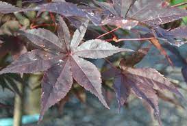 How To Grow Japanese Red Maple Trees From Seed Mike S Backyard Nursery Japanese Red Maple Tree Japanese Red Maple Red Maple Tree