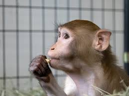 Check spelling or type a new query. Louie S Story Why Monkeys Should Never Be Pets