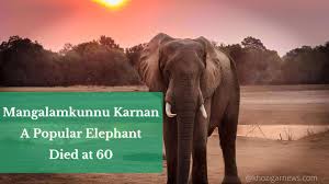 Elephant mangalamkunnu karnan is a movie star who has starred not only in mollywood films but also in bollywood. Kerala Mangalamkunnu Karnan A Popular Elephant Died At Sixty Today Khozigar News