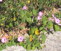 Image result for Ipomoea carnea