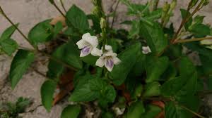 Image result for Asystasia intrusa