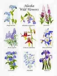 Alaska Wildflower Poster Vertical Desgin Art Print By Sharon Freeman All Prints Are Professionally Printed Pack Alaska Art Wildflower Drawing Flower Drawing