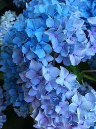 Garden Picture Dstroyed Wallpaper Iphone Roses Blue Hydrangea Pruning Hydrangeas
