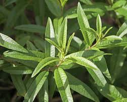 Image result for Aloysia citrodora