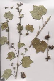 Image result for Urena lobata