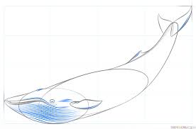 Here's a quick video lesson on. How To Draw A Blue Whale Step By Step Drawing Tutorials Drawing Tutorial Whale Drawing Blue Whale Drawing