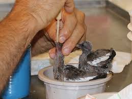 What Can I Feed Orphan Baby Wild Doves Pigeons Ron Hines Vetspace 2nd Chance The Animal Health Website