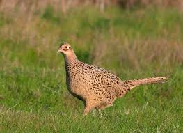 Ac Odyssey Birds Of A Feather Maps Pin By Nathan Willman On Real Birds Pheasant Ring Necked Pheasant Bird Species