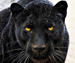 Beautiful Panther In 2020 Jaguar Animal Black Panther Cat Panther Cat