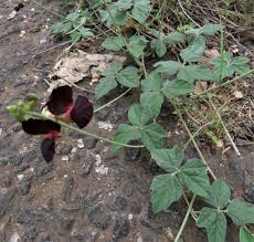 Image result for Pegolettia senegalensis