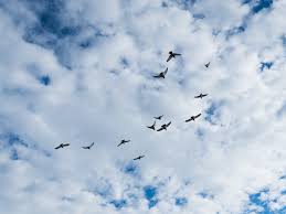 Check spelling or type a new query. Wallpaper Birds Flying Sky Clouds 1920x1440 Hd Picture Image