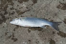 The flathead grey mullet (mugil cephalus) is an important food fish species in the mullet family mugilidae. Fish Flathead Mullet Grey Mullet Striped Mullet Stock Photo Picture And Royalty Free Image Image 38790448