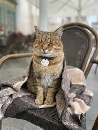 Почувствуй вкус ярких поздравлений в прозе - именно ей, кто заслуживает лучшего