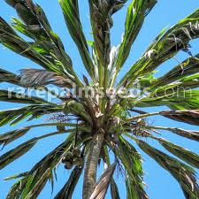 Image result for Cocos nucifera