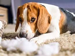 Maybe you would like to learn more about one of these? Pet Food Recall Expands After 70 Dogs Die From Mold Toxin