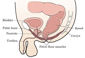 Almost every movement in the body is the outcome of muscle contraction. Pelvic Floor Muscle Kegel Exercises For Men Memorial Sloan Kettering Cancer Center