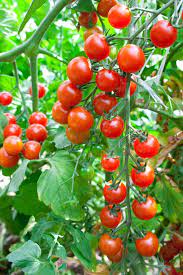 Growing Cherry Tomatoes In Pots Growing Cherry Tomatoes Cherry Tomato Plant Growing Tomato Plants