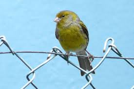 Descargar cantoos de canarios criollos / hacer cantar a un canario en 5 pasos. Serinus Canaria Wikipedia La Enciclopedia Libre