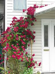 Posts About Surrey Summer 2008 Trailing Rose Bush On Earthpoems Beautiful Flowers Garden Rose Bush Planting Roses
