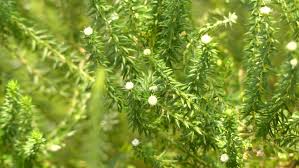 Image result for Phylica ericoides
