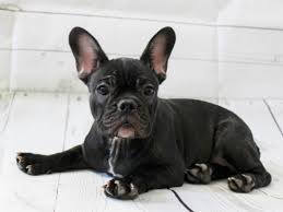 Click french bulldog breed standard to read about which characteristics are desirable, and which are considered disqualifications in our breed. Bulldogs Of Long Island French Bulldog English Bulldog Puppies For Sale In New York French Bulldog Puppies For Sale