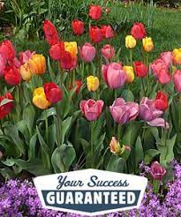 Tulip Flower Bulbs American Meadows Buy 1 Get 1 Free Right Now Bulb Flowers Tulips Flowers American Meadows