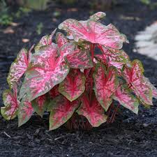 This High Performing Extra Fancy Caladium Grows Well In Shade Part Shade Or Full Sun Carolyn Whorton S Dark Green Leaves A Caladium Plants Longfield Gardens