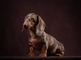 When are dachshunds full grown? What Is A Double Dapple Dachshund And Their Serious Health Concerns Thegoodypet