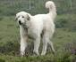 Bakharwal Dog - 101DogBreeds
