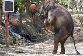 Elephant Practicing Basketball Funny Elephant Elephant Pictures Funny Animals
