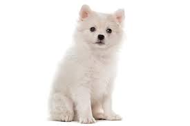 The small german spitz loves to bark, particularly when left alone for too long. German Spitz Dog Breed Information American Kennel Club