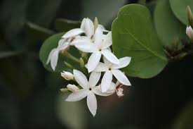 Image result for Carissa spinarum