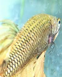 Ich are tiny white pests that latch onto your betta's face and body, causing itchiness as well. Bettas And Ich Parasites Fish Care