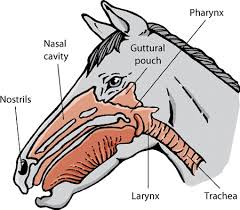 The inferior meatus is the space between the floor of the nasal cavity and the inferior turbinate. Understanding Your Horse S Upper Respiratory Tract Morgan Murphy S Blog Community Spalding Labs