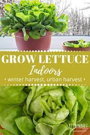 Try Your Hand At Growing Lettuce Indoors You Can Have Fresh Salad Greens Year Round By Adop Growing Lettuce Indoor Vegetable Gardening Growing Lettuce Indoors