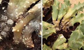 Image result for Orbea melanantha