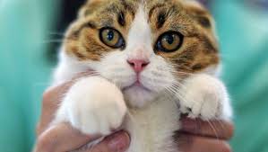 Abd De Kedi Katiline 16 Yil Hapis Cezasi Kedi Cute Kittens Cok Sirin Hayvanlar