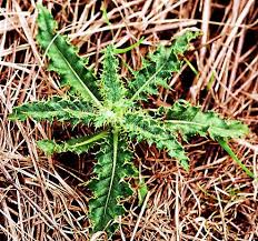 The only weed identification guide you'll ever need: Common Garden Weed Identification Pictures Descriptions The Old Farmer S Almanac