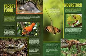 Many of the animals featured in the book are rare or threatened or are considered significant to australia's tropical rainforests. Visit A Rainforest Nwf Ranger Rick