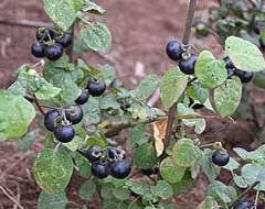 Image result for Solanum scabrum