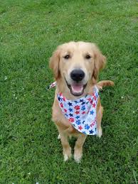 This fabulous pup is family raised with children and can't wait to join in all. Does Anyone Have Experience With Paradise Golden Retrievers In Florida Golden Retriever Dog Forums