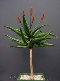 Image result for Aloe excelsa