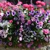 Add simple style with window boxes and trough planters. 1